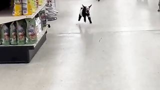 Happy baby goats..????????