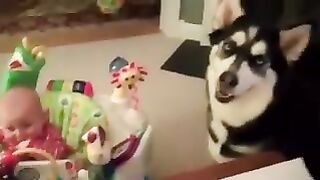 Baby like Siberian Husky Dogs: Compilation
