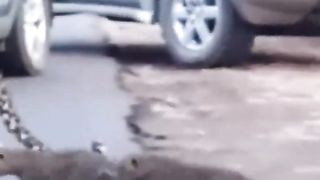 Mama Leopard teaches cubs how to cross the road ????