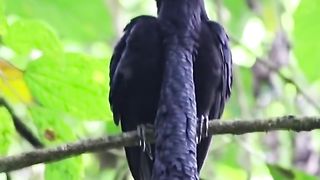 Long-wattled Umbrellabird.