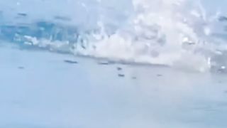 عقاب ایک شکاری