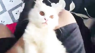 Cute cate ❤️????