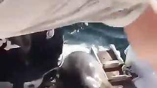 A seal escapes an orca at the last second by jumping on a boat.