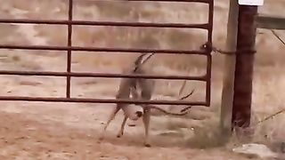 This deer carefully maneuvers its antlers to walk under a gate.