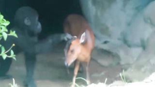A baby gorilla gently interacts with a deer.