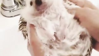 Nothing to see here, just washing a hedgehog.