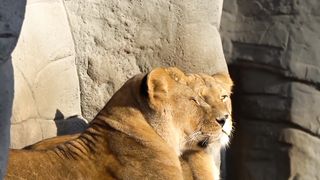 Two beautiful lionesses