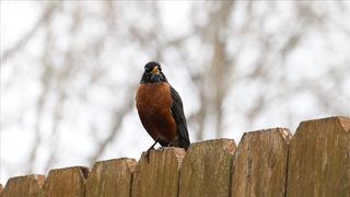 The bird very beautiful