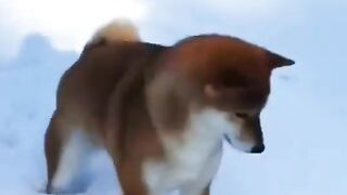 Dogs Playing in the Snow! Must See so Funny!
