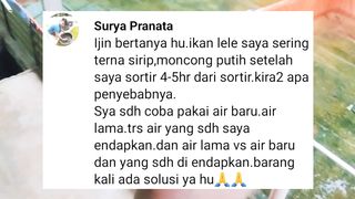 Habis SORTIR ikan bermasalah❗Sepertinya cara SORTIR kalian masih KASAR