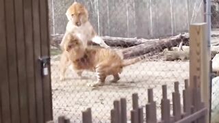 A real fight between a lion and a tiger who deserves to be called the king of beasts.