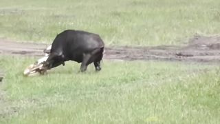 43.PoWer Of Buffalo Scary Moment Lion King Grows Horns On His Head When Battle With Buffalo.