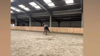 The best of the best!funniest animals video ❤️