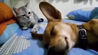 Cat and God funny fighting video