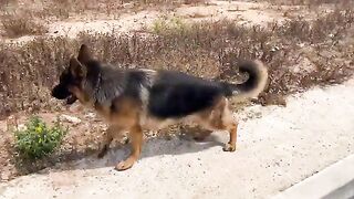 Watch what makes this big dog clear