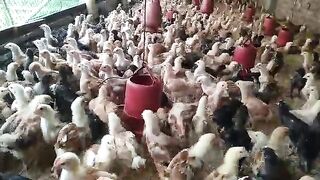 Chicken agro fram