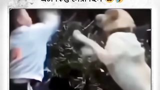 Funny video dog ????????
