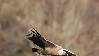 Good video