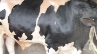 Cow -1