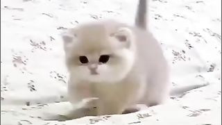 ????Cats Doing Cat Things (3)????