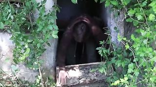 Building Abandoned Shelter for Survival - Part 2