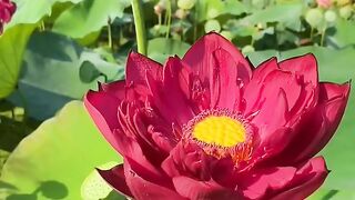 Beautyfull lotus flowers...