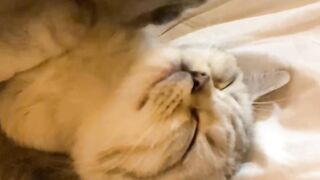Watch what the cat does with his lover