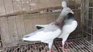 # preson pair