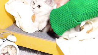 Cat funny videos