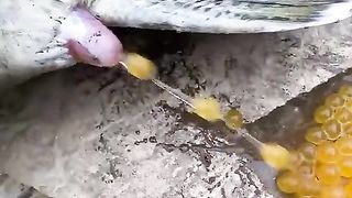 Fish laying eggs