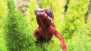 chameleon panther lizard - adalinetv