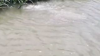 Memanah ikan