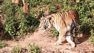 tiger live in nature - adalinetv