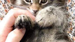 Cute Cat videos ????????