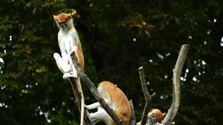 video of patas monkey in zoo - adalinetv