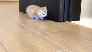 surprised cat