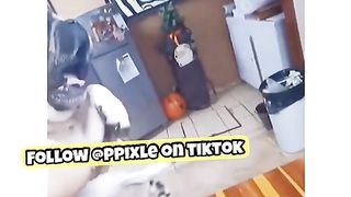 Crazy dog