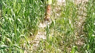 Baby is walking in the wheat fields|| babyvlog|| vlogbaby|| @kaleem571.