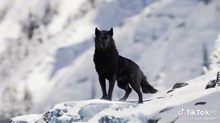 THE WOLF PACK