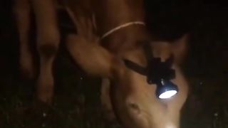 creative idea by using a flashlight on a cow