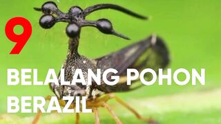 WEIRDEST ANIMAL | number 9 tree grasshopper from Brazil