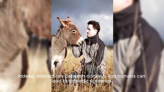 Donkeys in Costumes: Humorous Interactions with Humans Background Subject?