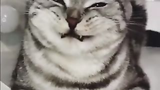 cute animals # shorts