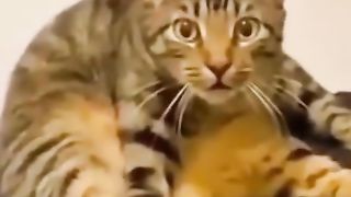 cute animals # shorts