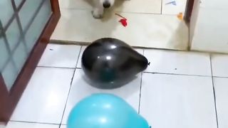 Funny Intelligent Pet Dog????????