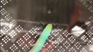 fish that can change color
