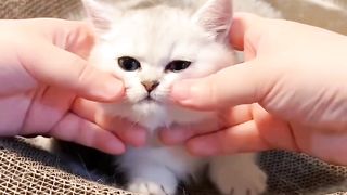 Cute Cat ❤️❤️????????