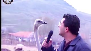 Funny animal and presenter video