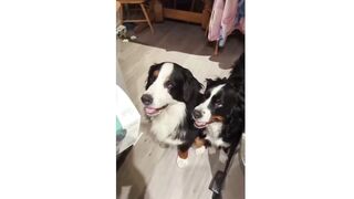 FUNNY DOG P01