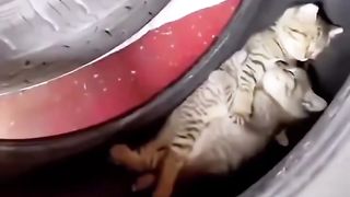 Cute Cat.....